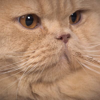 Des Pattounes d'Eden