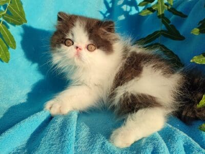 Chaton persan mâle noir et blanc