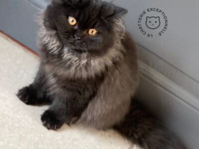 Chaton British Longhair Black dispo directement