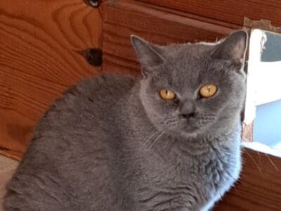 Chatte retraitée british