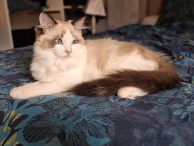 Ragdoll Seal Bicolore