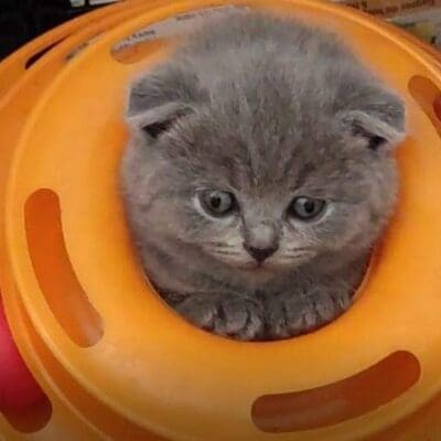 Chatterie Scot'N'Roses