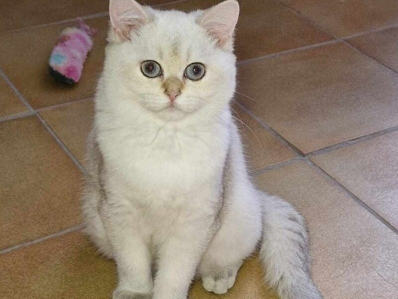 Chaton femelle British shorthair seal tortie golden shaded point, Var