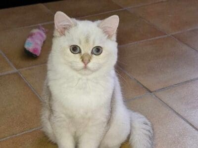 Chaton femelle British shorthair seal tortie golden shaded point, Var