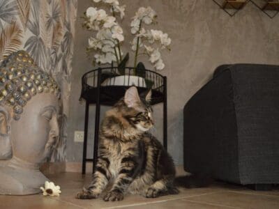 chaton maine coon loof