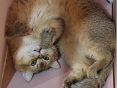 Jeune chat mâle british shorthair LOOF black golden shaded, Var