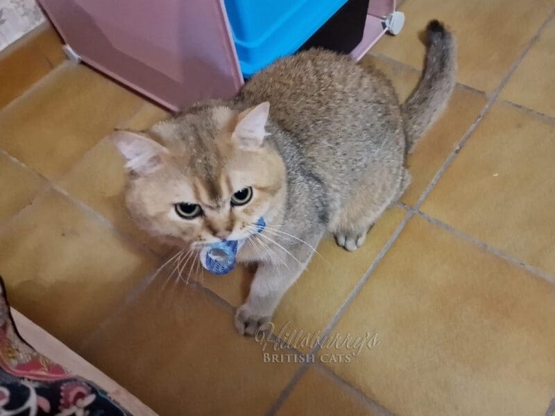 Jeune chat mâle british shorthair LOOF black golden shaded, Var