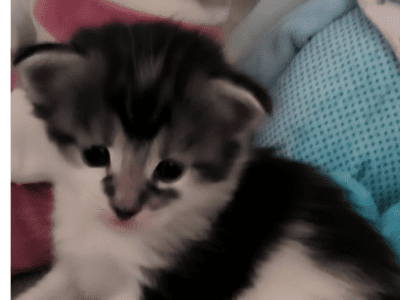 URKAN de Ti Laouen : maine coon