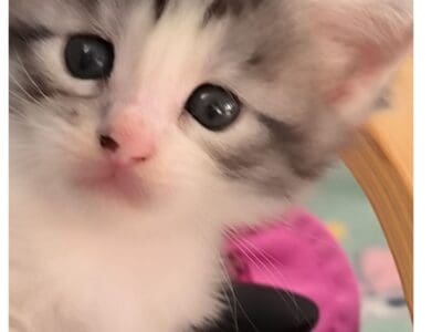 UZY de Ti Laouen : maine coon