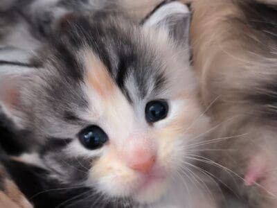 U'BELLA de Ti Laouen : maine coon