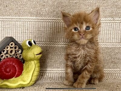 Chatons Maine Coon LOOF