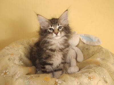 De superbes chatons norvégiens vous attendent !