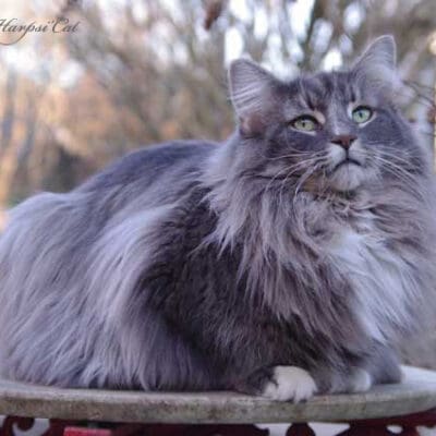 Chatterie Harpsi'Cat