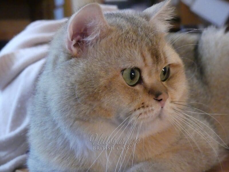 Jeune chat mâle british shorthair LOOF black golden shaded, Var