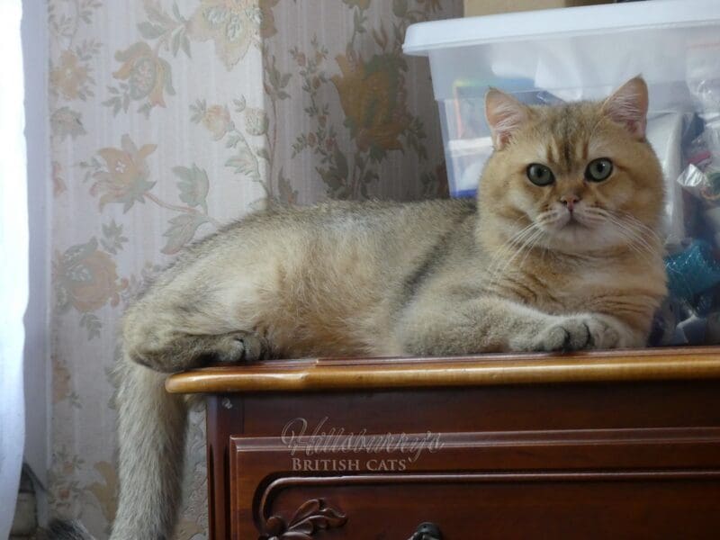 Jeune chat mâle british shorthair LOOF black golden shaded, Var