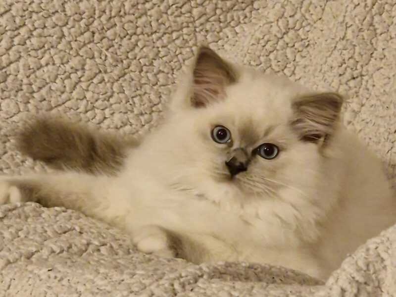Chatons ragdoll