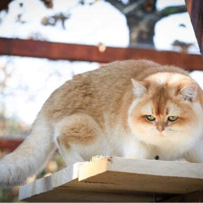 Laeti of Golden Chachaland