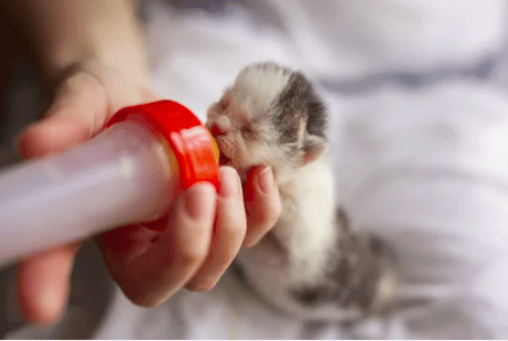chaton biberon