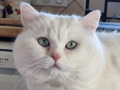 chat british shorthair disponible pour saillie