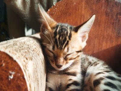 Chatons Bengal Loof à reserver