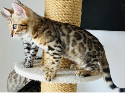 Magnifique chaton bengal brown