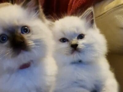 Chatons ragdoll