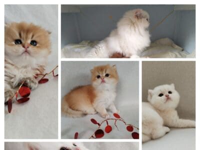 Mâle British Longhair nés ce 20 octobre.