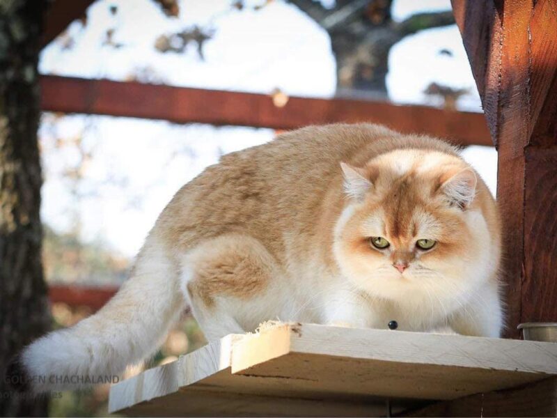 Chaton british longhair femelle black golden copper shell ny12, Var