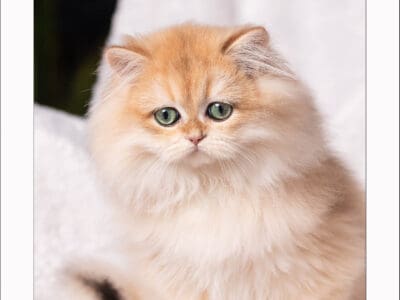 Chaton british longhair femelle black golden copper shell ny12, Var