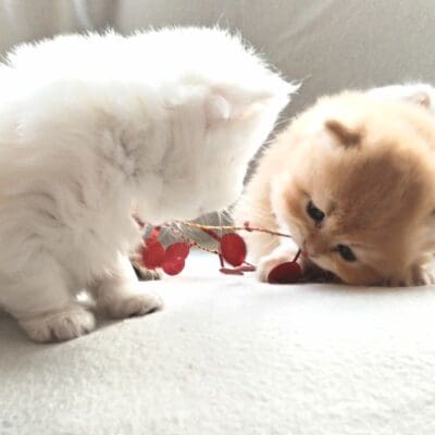 Tendresses D'Oursons