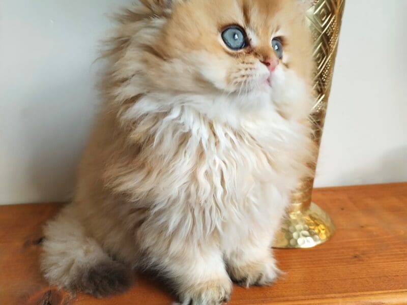 Mâle British Longhair nés ce 20 octobre.