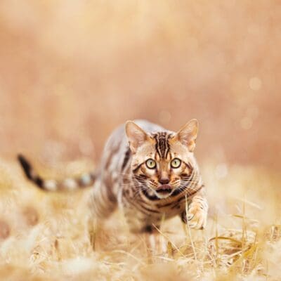 Chatterie de Laurion