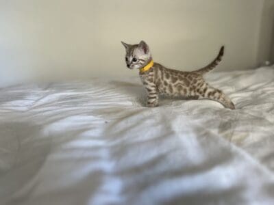 Chatons bengals disponibles