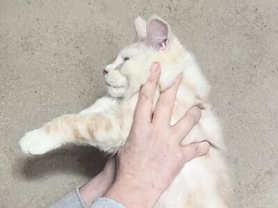 Chatons maine coon lignées shaded