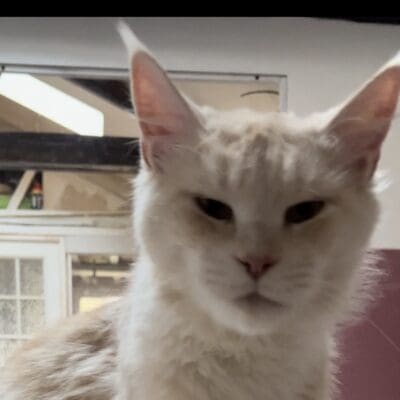 Les Félins de Lou’Na