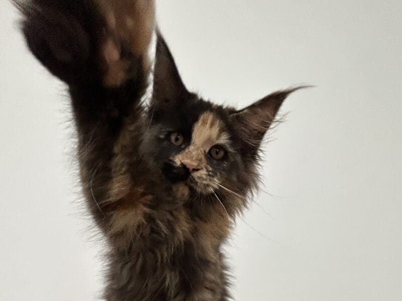 Maine coon femelle LOOF