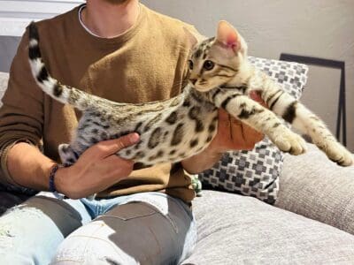 Chaton bengal loof