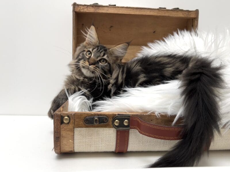 Mâle Maine coon loof