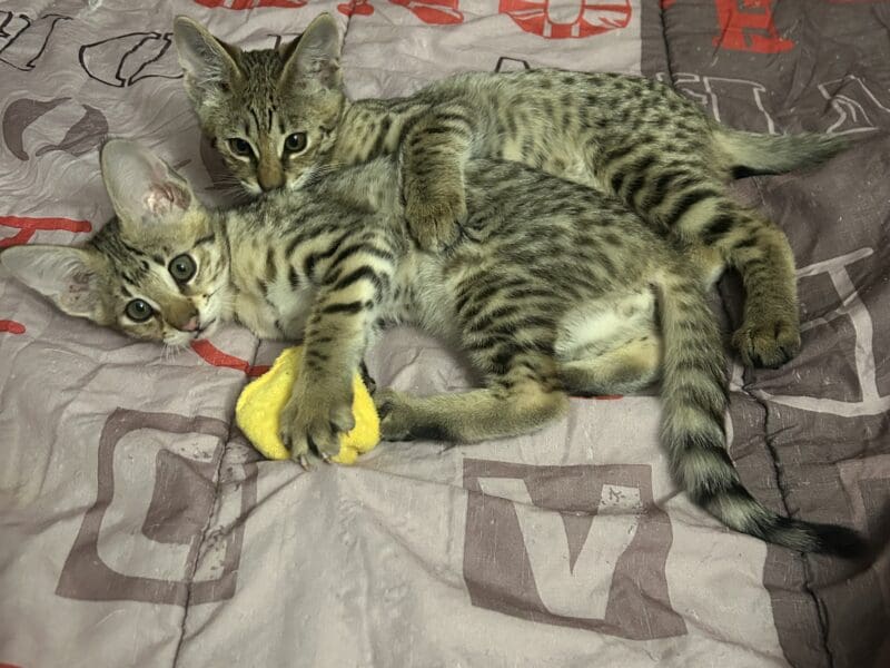 2 Savannah F2 mâle