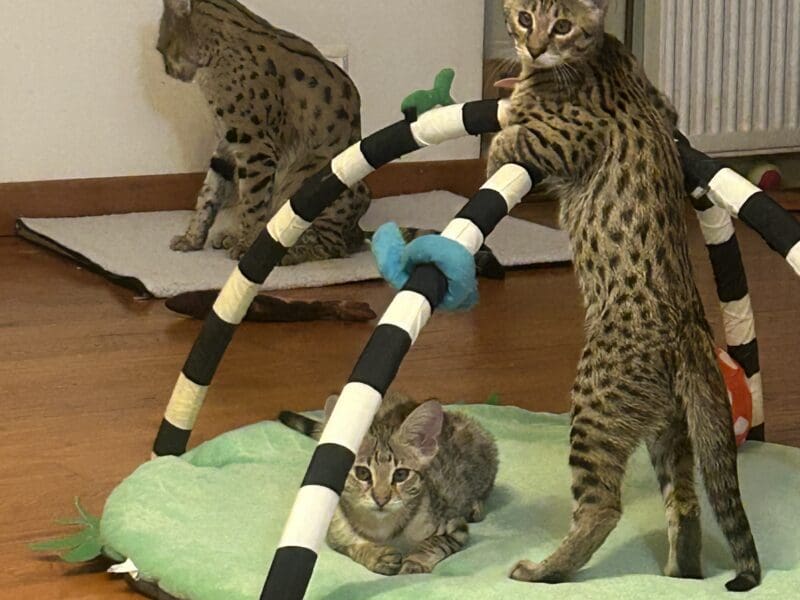 2 Savannah F2 mâle