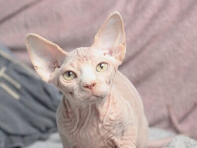 chaton sphynx