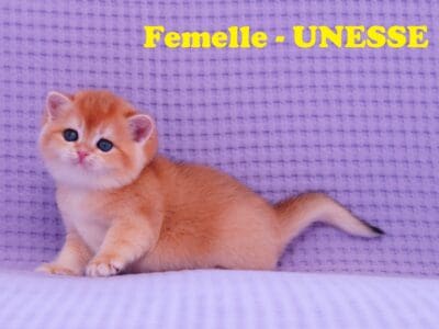 Chatons - British Shorthair - Golden - LOOF