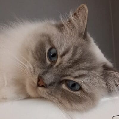 La Chatterie d'un Bijou d'amour