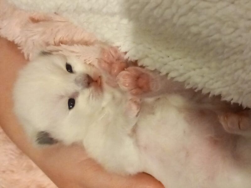 Chatons Ragdoll