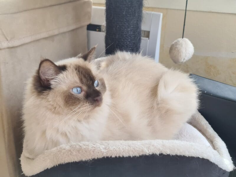 Deux ragdolls retraités en recherche de famille