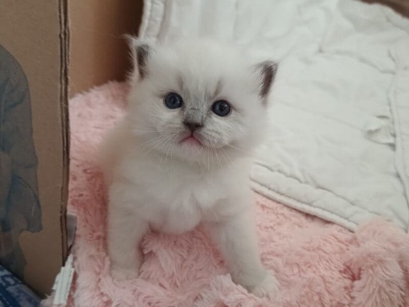 Chatons Ragdoll