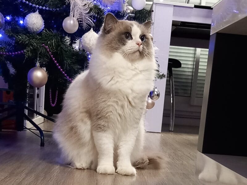 Chatons Ragdoll