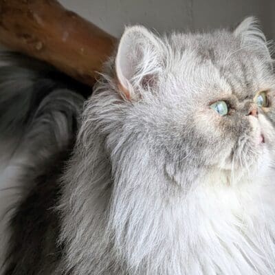 Chatterie des Fell de Chymé