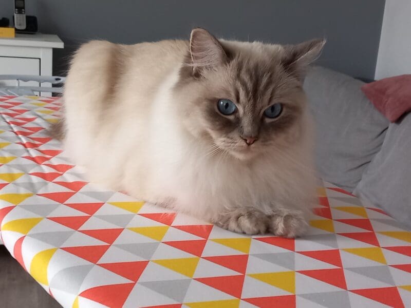 Chatons Ragdoll