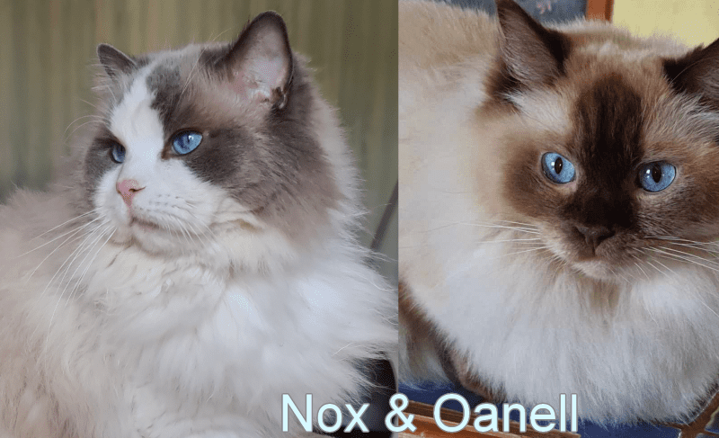 Deux ragdolls retraités en recherche de famille